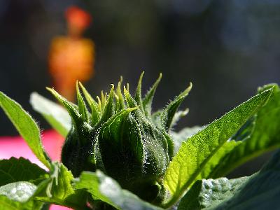 Photo Big Sunflowers Buds Flower