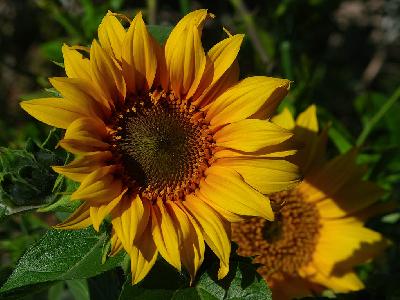 Photo Big Sunflowers Flower