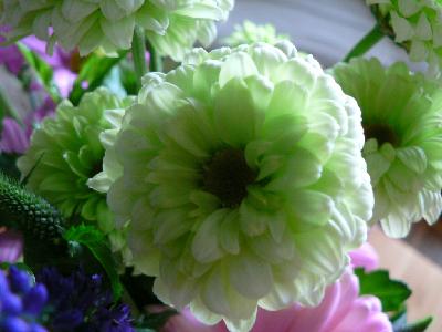 Photo Big White And Green Flower Flower