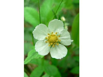 Photo Big Wild Strawberry Flower Flower