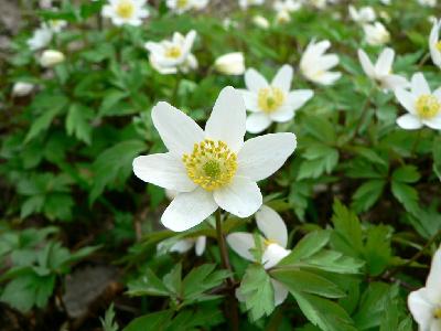 Photo Big Wood Anemone 3 Flower