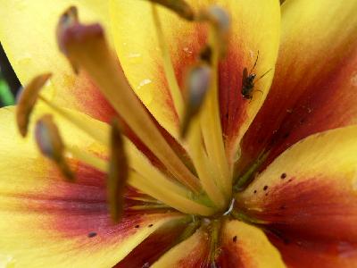 Photo Big Yellow And Red Flower Closeup Flower