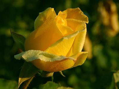 Photo Big Yellow Rose 2 Flower