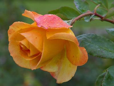 Photo Big Yellow Rose 3 Flower