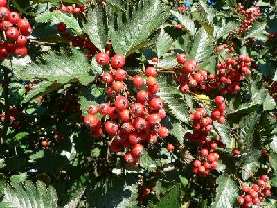 Photo Big Red Tree Berries Food