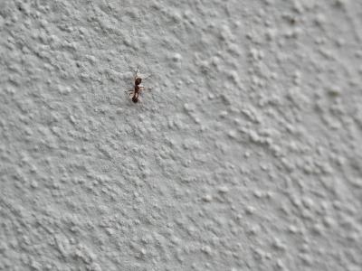 Photo Big Ant 2 Insect