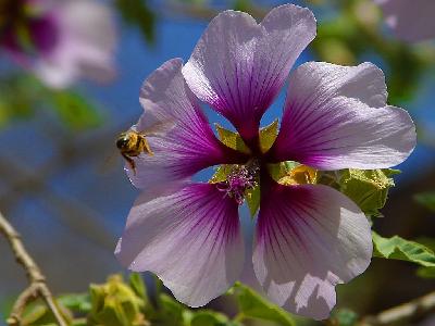 Photo Big Bee 12 Insect