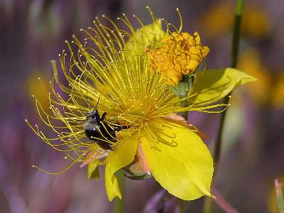 Photo Big Bee 13 Insect