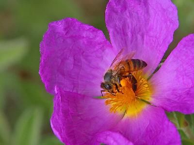 Photo Big Bee And Pollen Insect