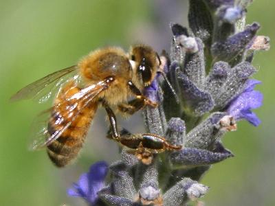 Photo Big Bee Flower Insect