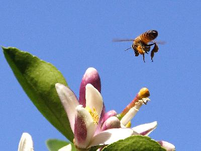 Photo Big Bee Pollen 2 Insect