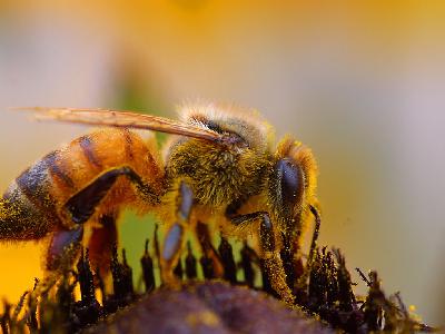 Photo Big Bee Pollen 3 Insect