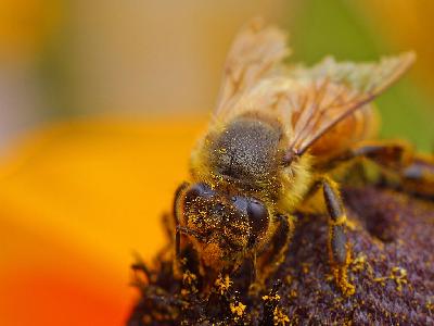 Photo Big Bee Pollen 4 Insect