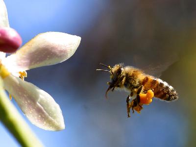 Photo Big Bee Pollen Insect