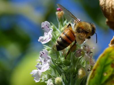 Photo Big Bee Trail Insect