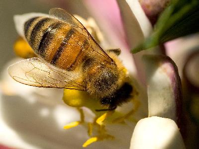 Photo Big Bee Wings 2 Insect