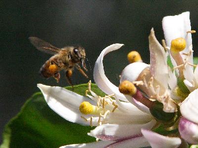 Photo Big Bee Wings Insect