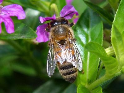 Photo Big Bee Insect