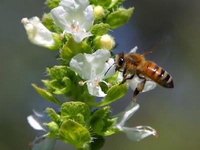 Photo Big Bees And Basil 2 Insect