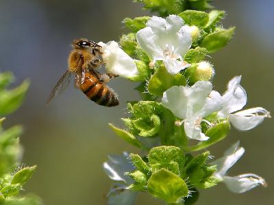 Photo Big Bees And Basil Insect