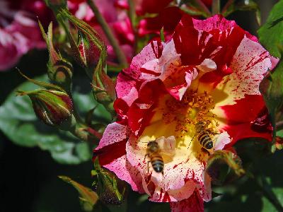 Photo Big Bees And Roses Insect