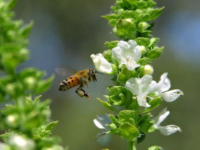 Photo Big Bees In Flight 2 Insect