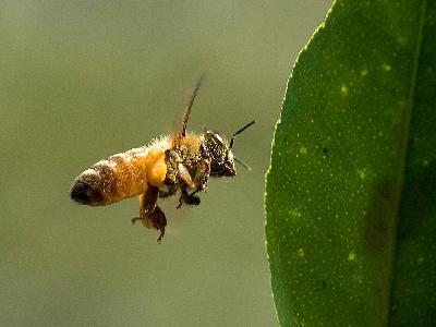 Photo Big Bees In Flight Insect