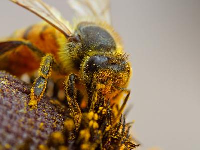 Photo Big Busy Bee Insect