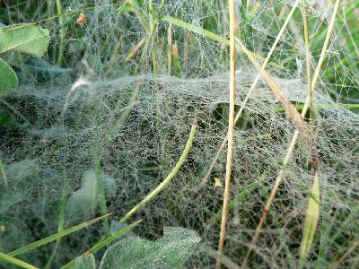 Photo Big Deep Covered Spider Web Insect