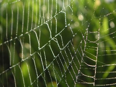 Photo Big Dew And Spiderweb Insect