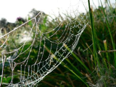 Photo Big Dew Covered Spider Web 2 Insect