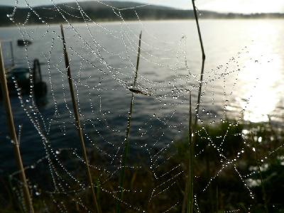 Photo Big Dew Covered Spider Web 3 Insect