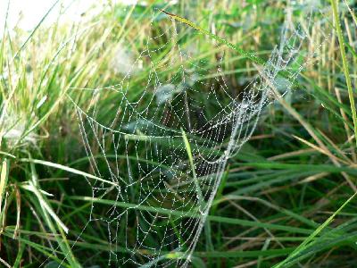 Photo Big Dew Covered Spider Web 4 Insect