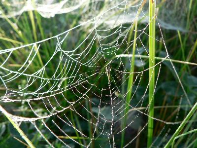 Photo Big Dew Covered Spider Web Insect