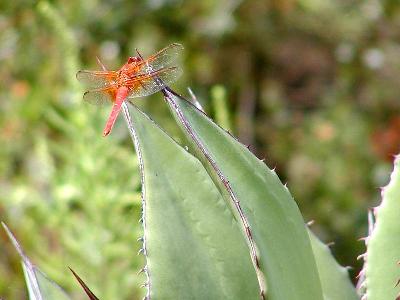 Photo Big Dragonfly 2 Insect