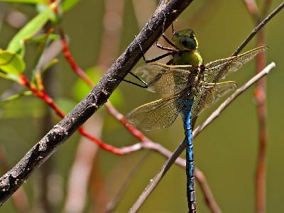 Photo Big Dragonfly Wings Insect