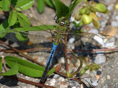 Photo Big Dragonfly Insect