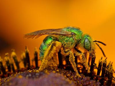 Photo Big Green Sweat Bee Insect