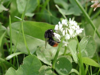 Photo Big Humble Bee Insect