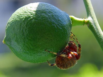 Photo Big Lime Spider Insect