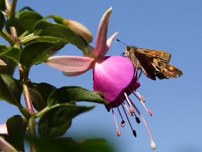 Photo Big Moth And Fuchsia Insect