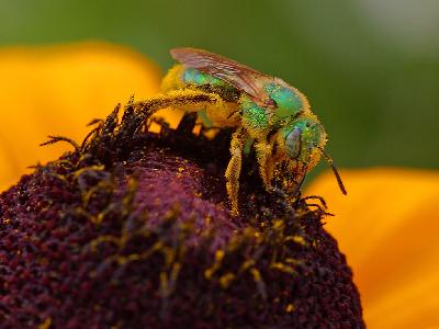 Photo Big Pollen And Sweat Bees Insect