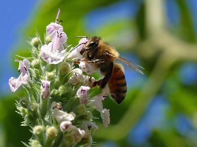 Photo Big Pollinating Bee Insect