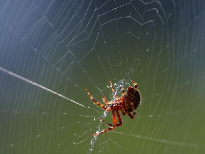 Photo Big Spider Web 2 Insect