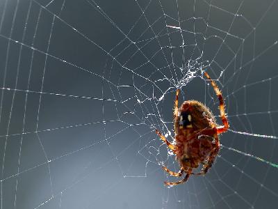 Photo Big Spider Web Insect