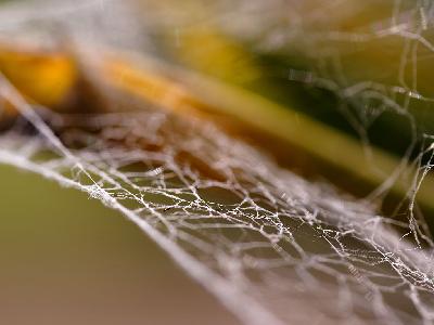 Photo Big Spiderweb 3 Insect