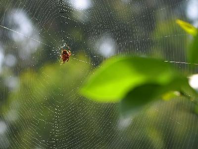 Photo Big Spiderweb Insect