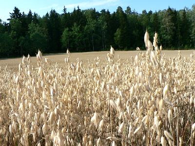 Photo Big Oats Field 2 Landscape