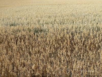 Photo Big Oats Field Landscape