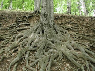 Photo Big Roots 3 Landscape